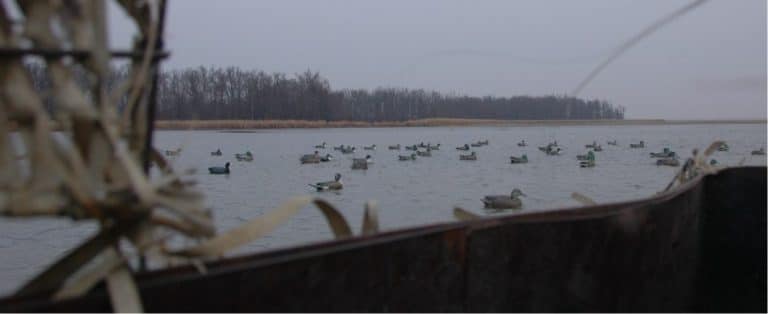 Duck Hunting in Argentina